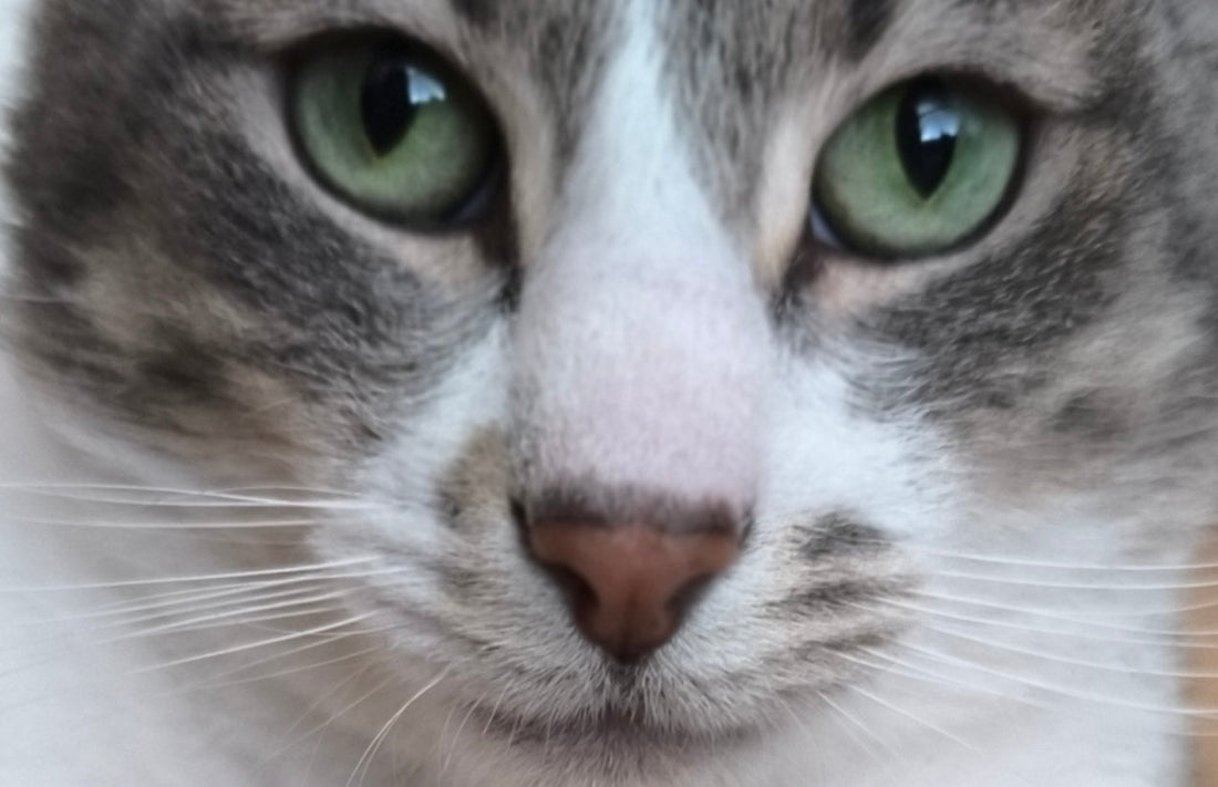 Wolf The Cat Nose