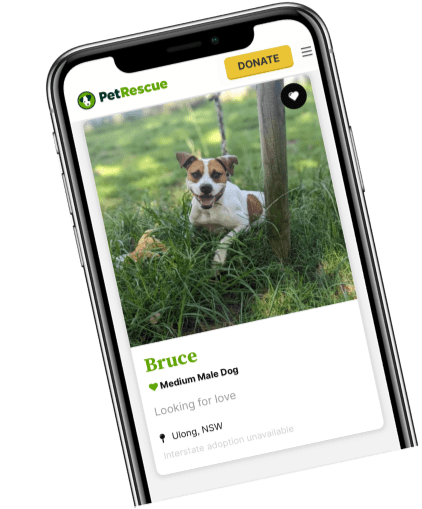 Image of Pet Rescue App with a cute tan and white dog name bruce that is available for adoption