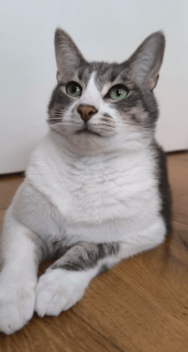 Image of Wolf our cat, with his paws out in front of him and he is looking up to the side.
