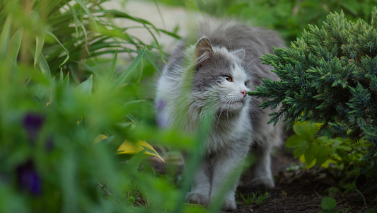 Does Your Cat Approve This Scent? The Subtle Art of the Neutral Sniff